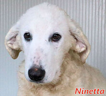 NINETTA, Hund, Herdenschutzhund-Mix in Kirchlinteln - Bild 12