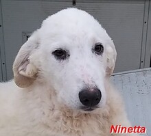 NINETTA, Hund, Herdenschutzhund-Mix in Kirchlinteln - Bild 18