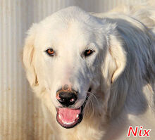 NIX, Hund, Herdenschutzhund-Mix in Italien - Bild 1