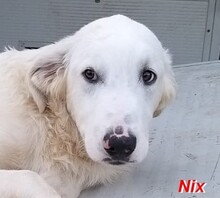 NIX, Hund, Herdenschutzhund-Mix in Italien - Bild 16