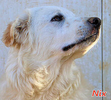 NIX, Hund, Herdenschutzhund-Mix in Italien - Bild 2