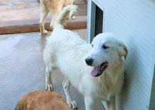 NIX, Hund, Herdenschutzhund-Mix in Italien - Bild 25