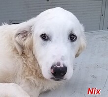NIX, Hund, Herdenschutzhund-Mix in Italien - Bild 26