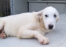 NIX, Hund, Herdenschutzhund-Mix in Italien - Bild 27