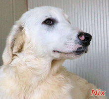 NIX, Hund, Herdenschutzhund-Mix in Italien - Bild 9