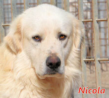 NICOLA, Hund, Herdenschutzhund-Mix in Italien - Bild 1