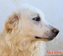 NICOLA, Hund, Herdenschutzhund-Mix in Italien - Bild 11