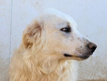 NICOLA, Hund, Herdenschutzhund-Mix in Italien - Bild 15