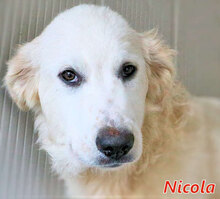 NICOLA, Hund, Herdenschutzhund-Mix in Italien - Bild 16