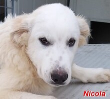 NICOLA, Hund, Herdenschutzhund-Mix in Italien - Bild 22