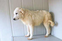 NICOLA, Hund, Herdenschutzhund-Mix in Italien - Bild 23