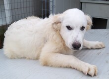 NICOLA, Hund, Herdenschutzhund-Mix in Italien - Bild 25