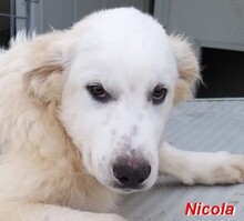 NICOLA, Hund, Herdenschutzhund-Mix in Italien - Bild 26