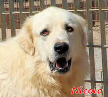 NICOLA, Hund, Herdenschutzhund-Mix in Italien - Bild 7
