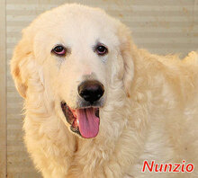 NUNZIO, Hund, Herdenschutzhund-Mix in Italien - Bild 1