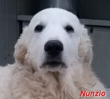 NUNZIO, Hund, Herdenschutzhund-Mix in Italien - Bild 11