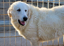 NUNZIO, Hund, Herdenschutzhund-Mix in Italien - Bild 13
