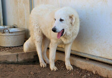 NUNZIO, Hund, Herdenschutzhund-Mix in Italien - Bild 14
