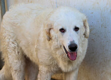 NUNZIO, Hund, Herdenschutzhund-Mix in Italien - Bild 15