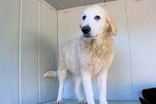 NUNZIO, Hund, Herdenschutzhund-Mix in Italien - Bild 17