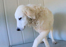 NUNZIO, Hund, Herdenschutzhund-Mix in Italien - Bild 18