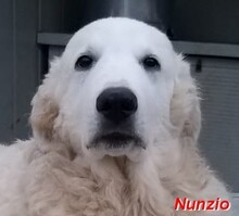 NUNZIO, Hund, Herdenschutzhund-Mix in Italien - Bild 21