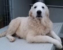 NUNZIO, Hund, Herdenschutzhund-Mix in Italien - Bild 22