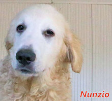 NUNZIO, Hund, Herdenschutzhund-Mix in Italien - Bild 6