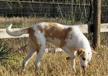 DAHLIA, Hund, Mischlingshund in Italien - Bild 2