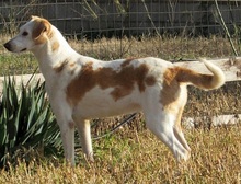 DAHLIA, Hund, Mischlingshund in Italien - Bild 3