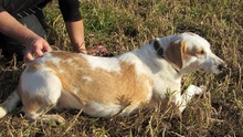 DAHLIA, Hund, Mischlingshund in Italien - Bild 4
