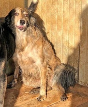 FLIRT, Hund, Mischlingshund in Moers - Bild 13