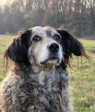 FLIRT, Hund, Mischlingshund in Moers - Bild 9