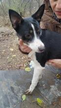 LAYLA, Hund, Mischlingshund in Rumänien - Bild 3