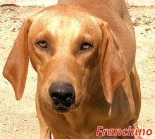 FRANCHINO, Hund, Mischlingshund in Italien - Bild 1