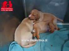 FRANCHINO, Hund, Mischlingshund in Italien - Bild 15