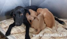 FRANCHINO, Hund, Mischlingshund in Italien - Bild 16
