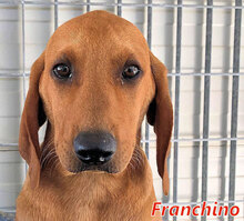 FRANCHINO, Hund, Mischlingshund in Italien - Bild 4