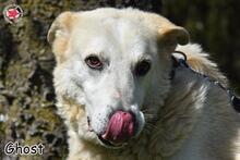 GHOST, Hund, Mischlingshund in Donzdorf - Bild 1