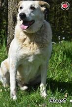 GHOST, Hund, Mischlingshund in Donzdorf - Bild 2