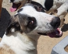 FRANKIE, Hund, Mischlingshund in Griechenland - Bild 12