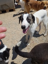 FRANKIE, Hund, Mischlingshund in Griechenland - Bild 13