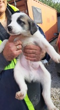 FRANKIE, Hund, Mischlingshund in Griechenland - Bild 25