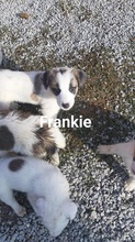 FRANKIE, Hund, Mischlingshund in Griechenland - Bild 26