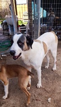 FRANKIE, Hund, Mischlingshund in Griechenland - Bild 4