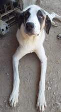 FRANKIE, Hund, Mischlingshund in Griechenland - Bild 9