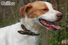 CAILLOU, Hund, Mischlingshund in Donzdorf - Bild 3