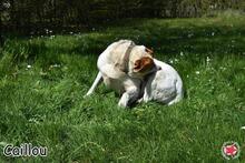 CAILLOU, Hund, Mischlingshund in Donzdorf - Bild 4