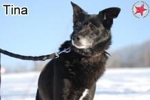 GINA, Hund, Mischlingshund in Donzdorf - Bild 2