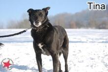 GINA, Hund, Mischlingshund in Donzdorf - Bild 3
